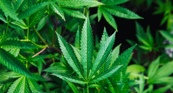 Close up picture of marijuana plant